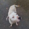 BLANCO - 4 anni (nato indicativamente a Gennaio del 2021)  - Simil Dogo Argentino  - Taglia: Media   Foto 8